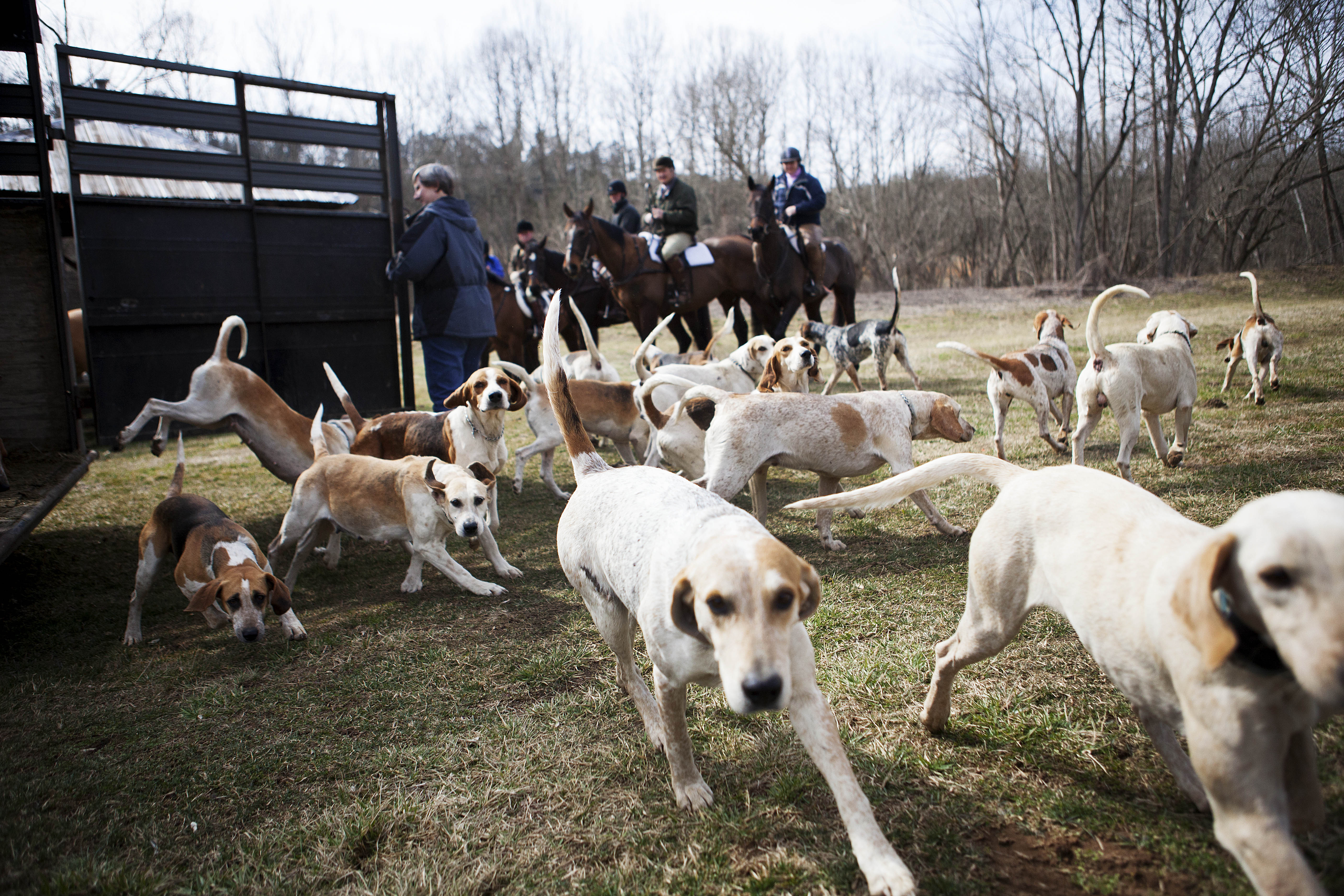 penn marydel foxhounds for sale